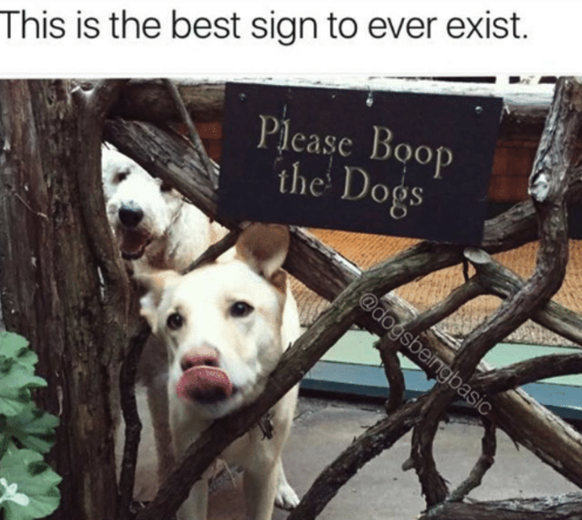 Please Boop the Dog
Cute News
https://awwmemes.com/i/19657652