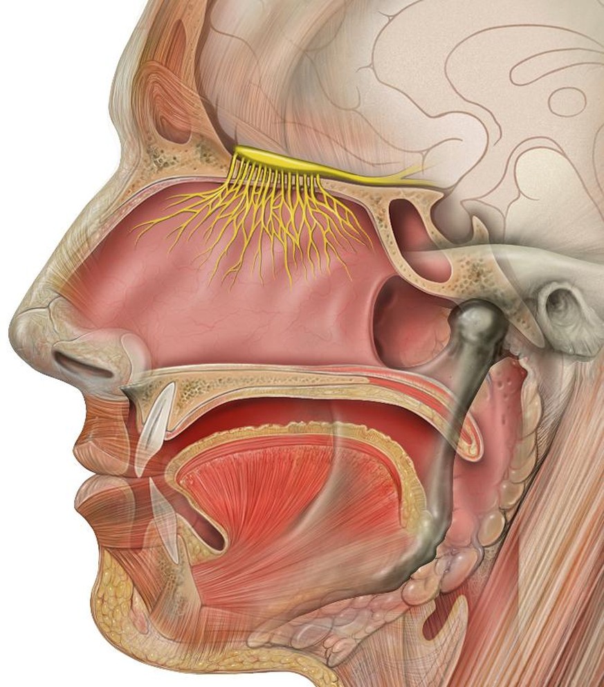 Geruchsnerv, Bulbus olfactorius, Tractus olfactorius (gelb)
Von Patrick J. Lynch, medical illustrator - Patrick J. Lynch, medical illustrator, CC BY 2.5, https://commons.wikimedia.org/w/index.php?curi ...