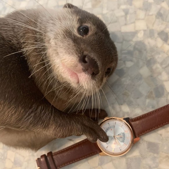 LÃ¶sen! Hallo! Da! LÃ¶Ã¶Ã¶Ã¶sen!
Sir Otterlot, wie spÃ¤t ist es?

HÃ¶chste Zeit, dass mal wieder Otten im Bilderablad kommen! :)