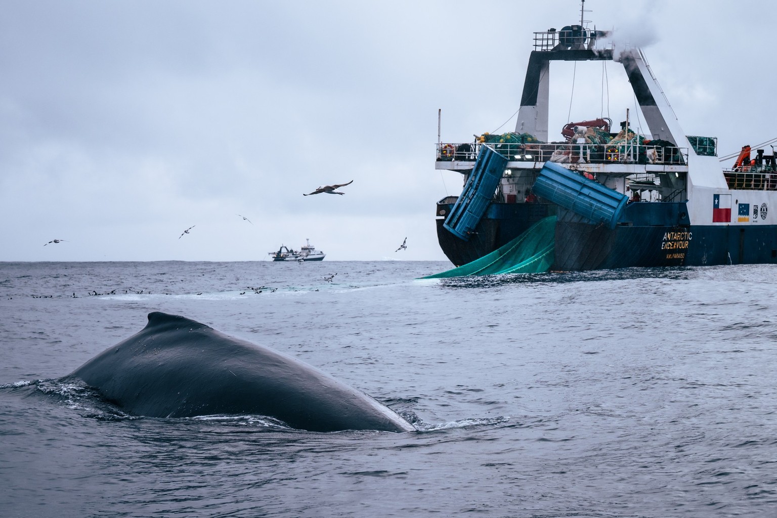Trawler getting close to a whale