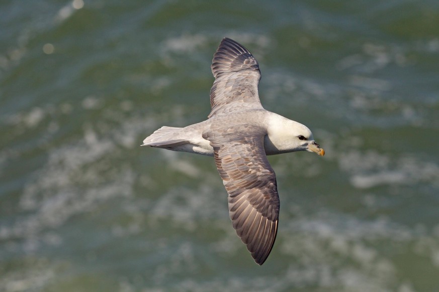 Eissturmvogel Fulmarus glacialis im Flug, Oberseite, Meereshintergrund an der K�ste in East Lothian in Schottland, im Mai *** fulmar Fulmarus glacialis in flight, upper side, sea background at the coa ...