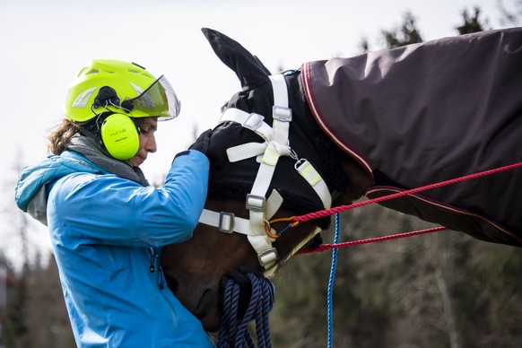 Le personnel prepare le cheval avant le vol en helicoptere Super Puma des forces aeriennes de l?armee suisse lors d&#039;un exercice le vendredi 9 avril 2021 a Saignelegier. Sur demande de l&#039;univ ...