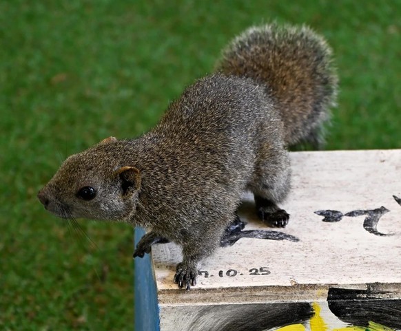 Eichhörnchen