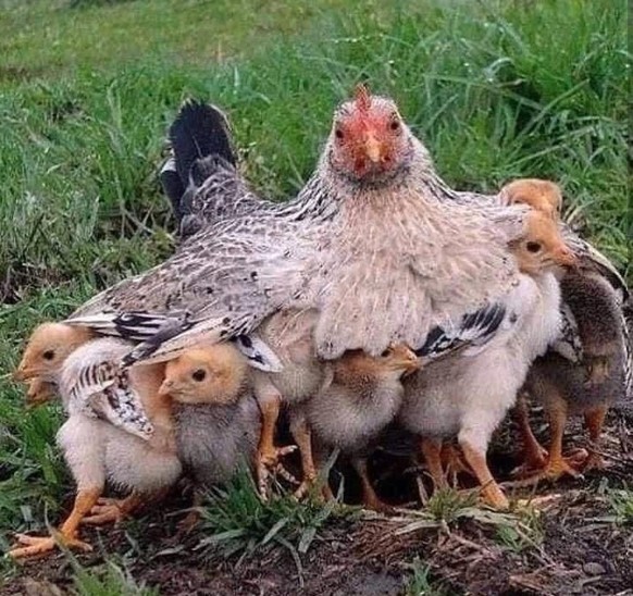 Cute News Eltern und ihr Nachwuchs.