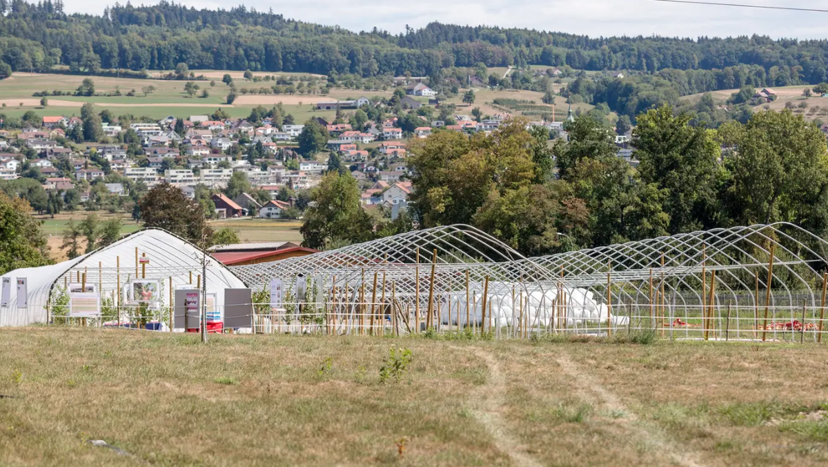 Construction d'une serre à abricotiers. Culture sous serre: une nouvelle loi va changer la donne