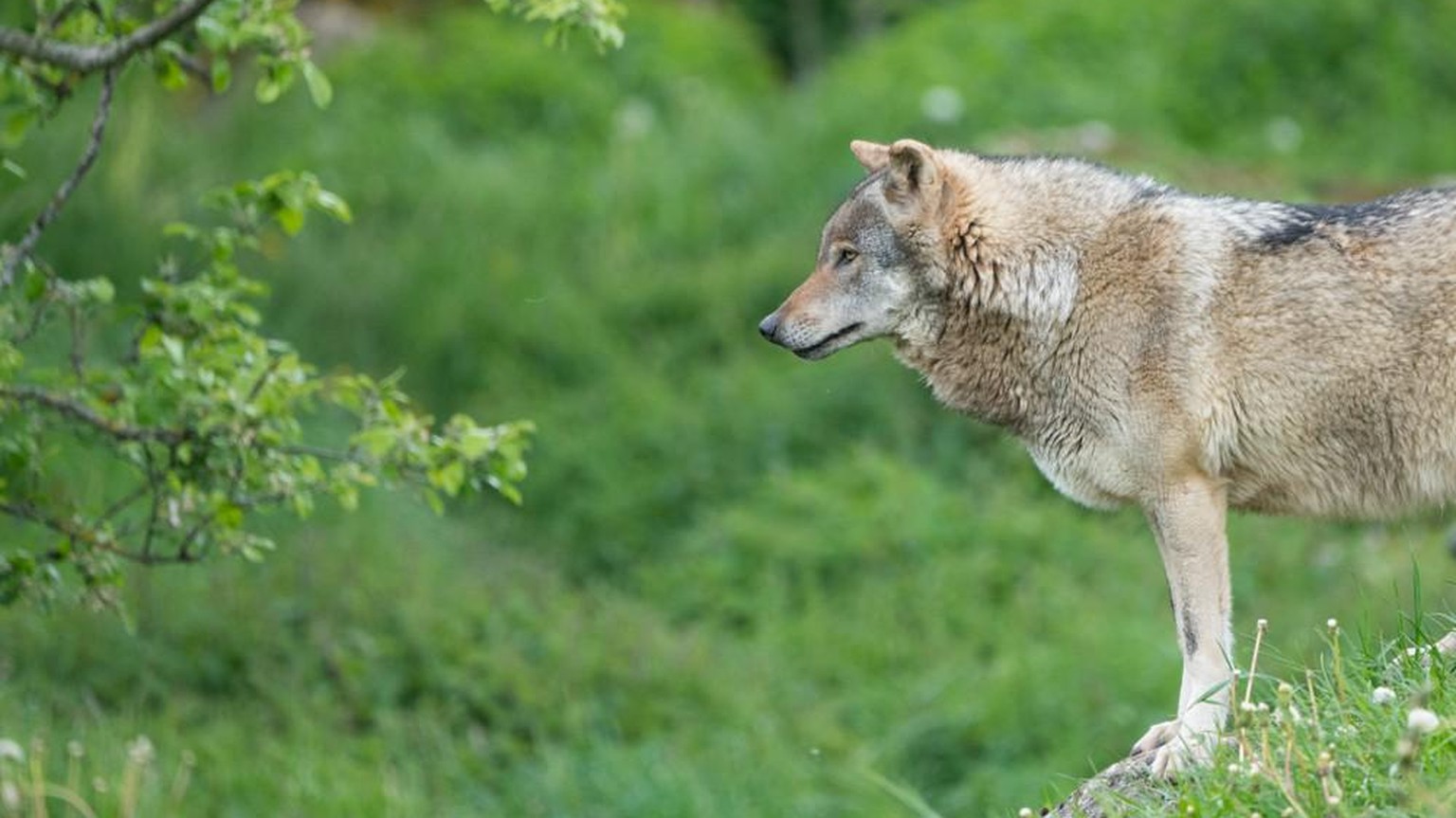 Seit Mitte der 90er-Jahre breitet sich der Wolf in der Schweiz aus.