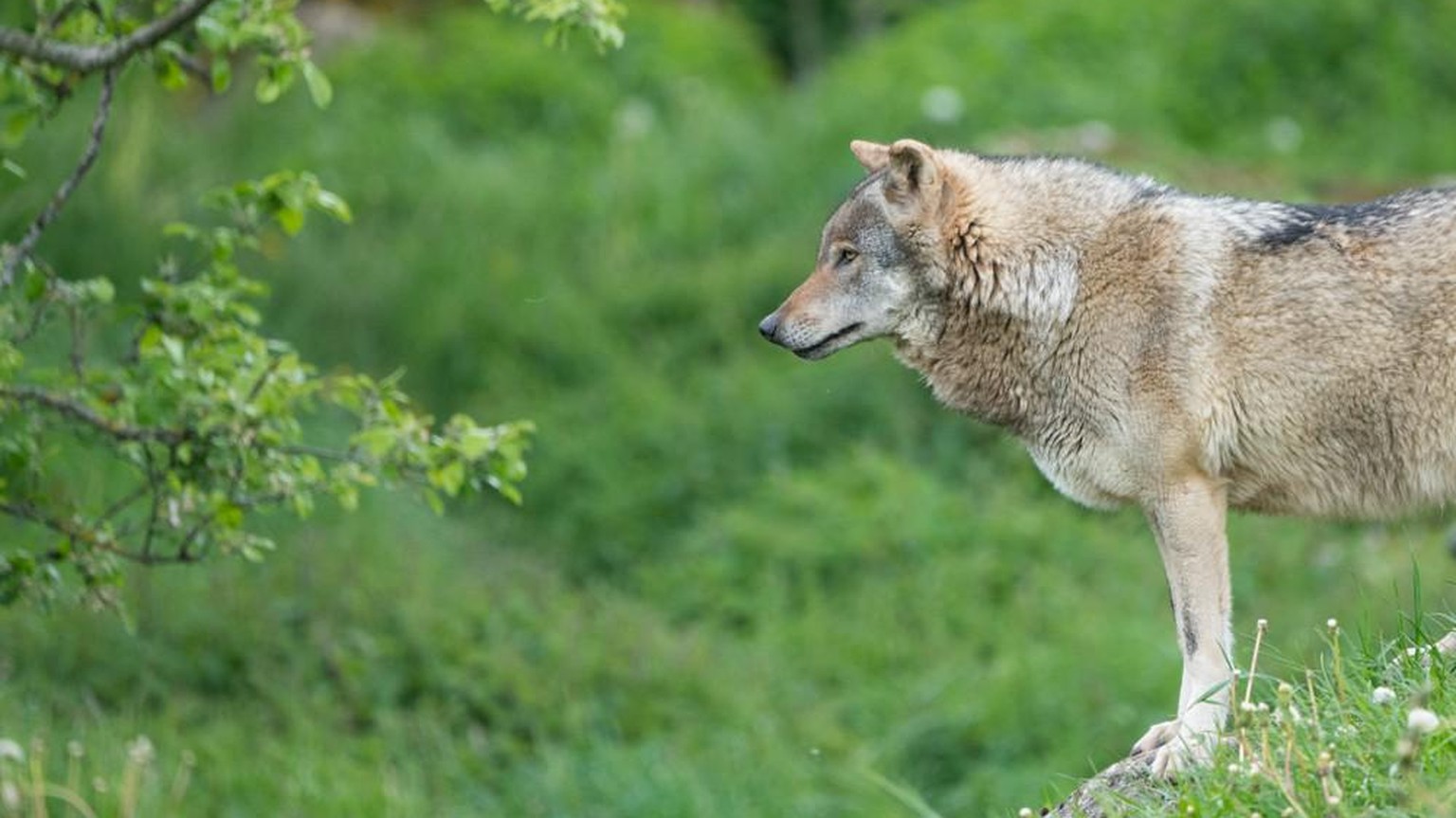 Wolf Graubünden Schweiz