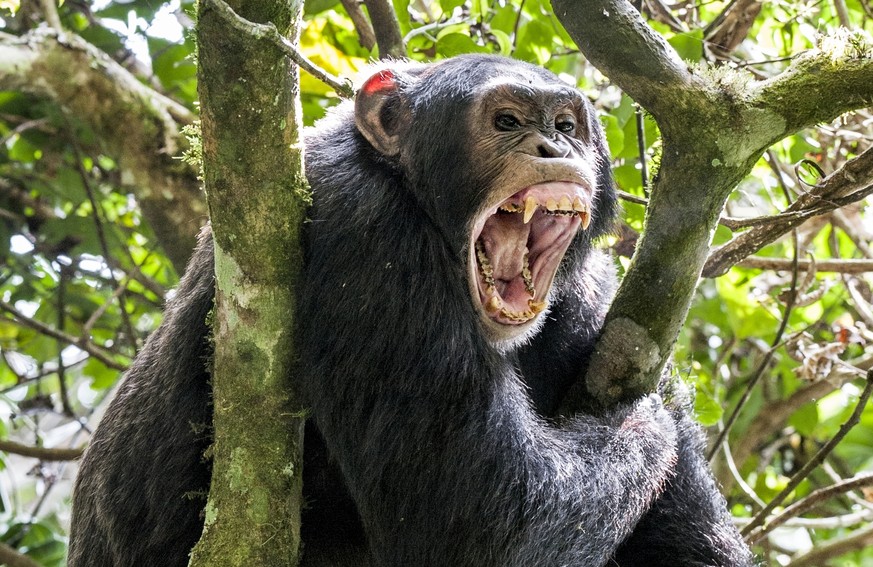 Schimpansen können sehr wohl aggressiv sein. Innerhalb der Gruppe ist tödliche Gewalt jedoch äusserst selten.&nbsp;