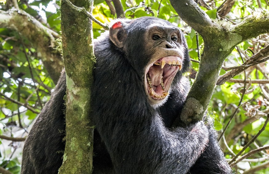 Schimpanse Chimpanzee (Pan troglodytes)