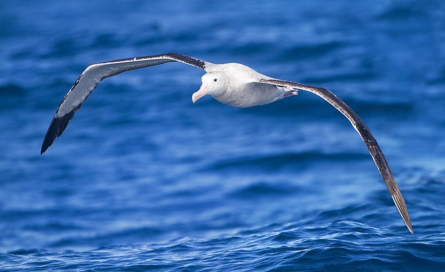 Albatrosse können eine Flügelspannweite von über 3,5 Meter erreichen.&nbsp;