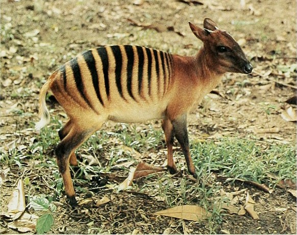 Zebra Duiker