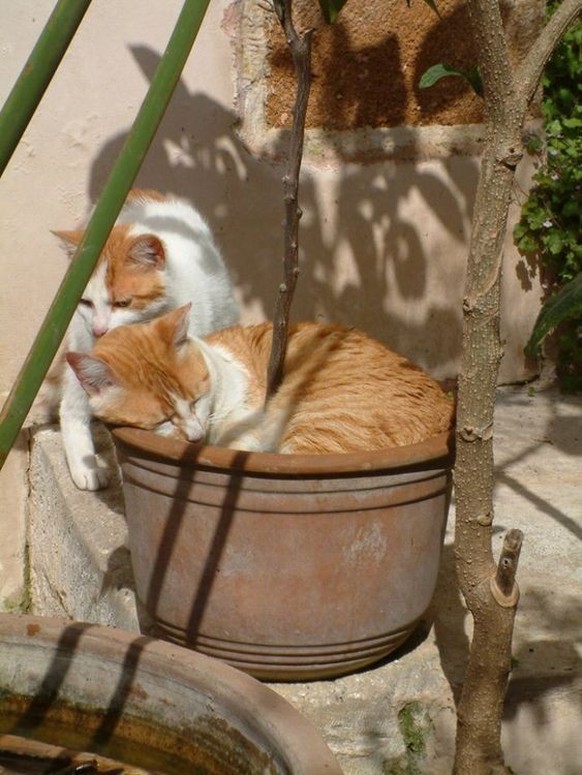 cute news tier katze

https://ch.pinterest.com/pin/72972456449483188/