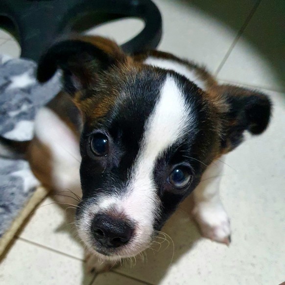 cute news tier hund

https://www.reddit.com/r/Animal/comments/1ffpdck/can_you_say_no/