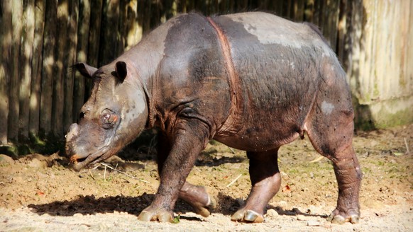 Dicerorhinus sumatrensis ein Sumatra-Nashorn