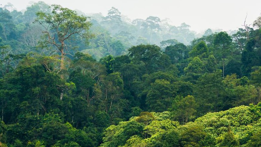 Regenwald in Thailand, Khao Yai Nationalpark