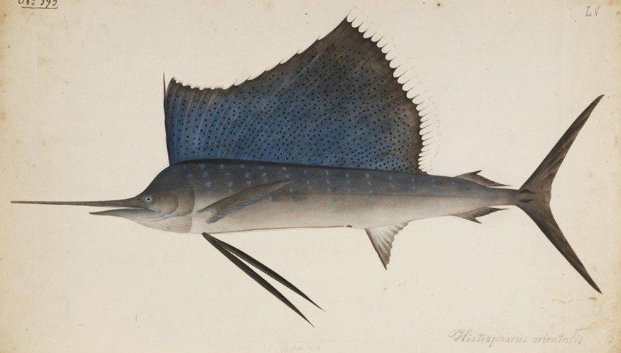 Segelfisch (wikipedia)