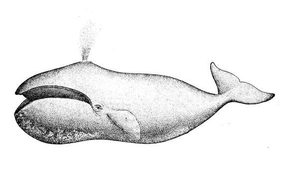 Zeichnung eines Grönlandwals von 1884.