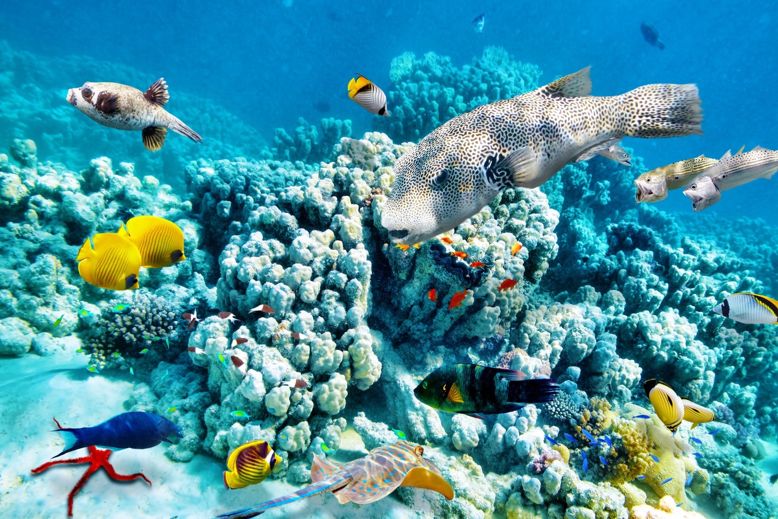 Great Barrier Reef