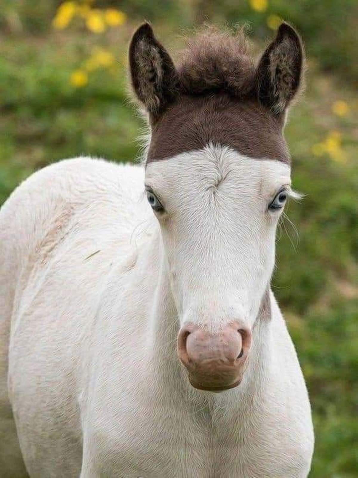 cute news tier pferd

https://ch.pinterest.com/pin/13651605114886027/