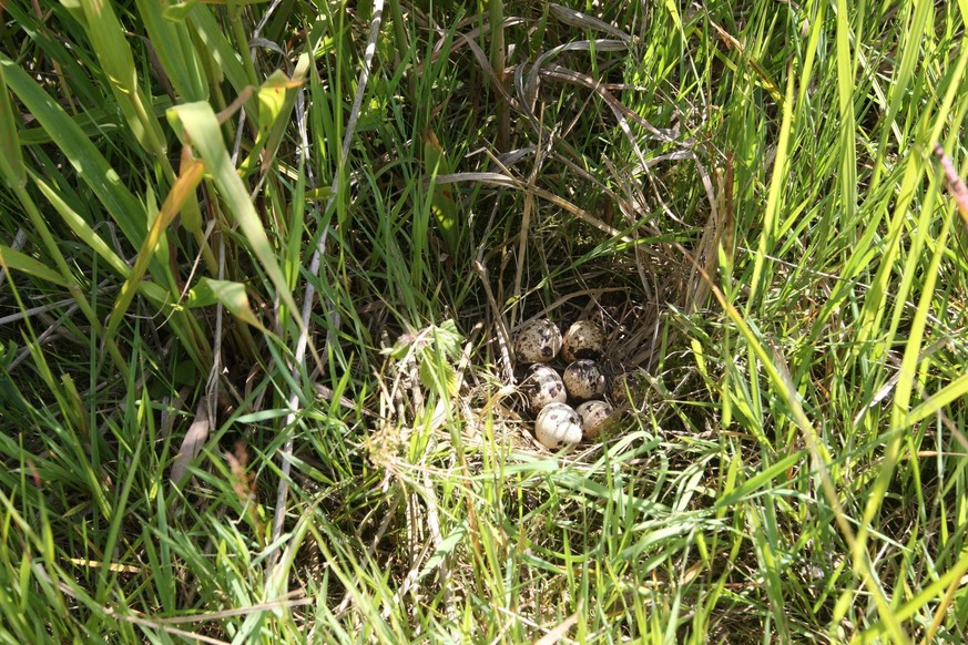 Quail (Coturnix coturnix).  Nest and clutch in tall grass, Lower Austria, Austria, Europe