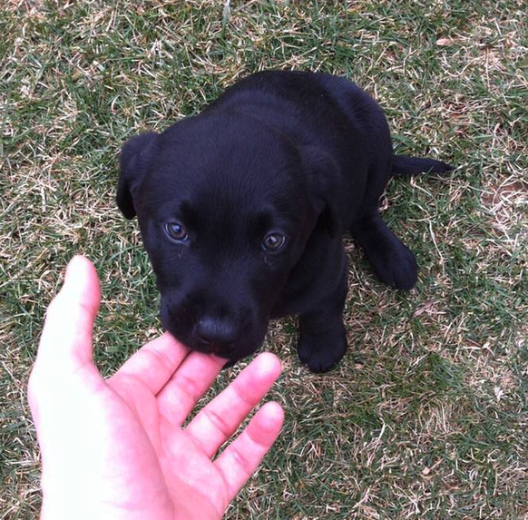 Kleiner Hund knabbert an Hand.
Cute News
https://imgur.com/gallery/gGXSv