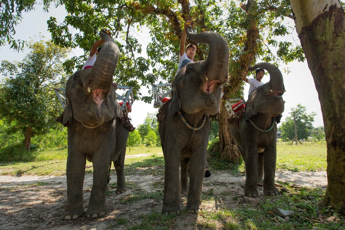 Myanmar, Yenwe Dam | 2017 11 02 | Elephant orphanage. Here: elephant riding.