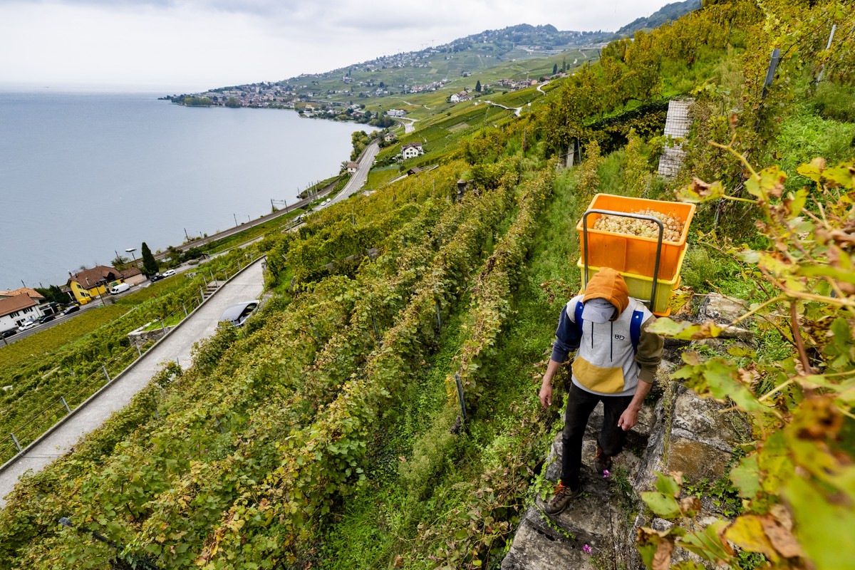 Un employe du vigneron Fabien Vallelian recolte du raison Bio dans les vignes du Lavaux lors des vendanges le vendredi 3 octobre 2025 a Epesses. (KEYSTONE/Jean-Christophe Bott)