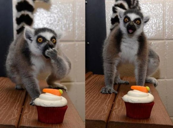 Lemur und Cupcake
Cute News
http://www.ebaumsworld.com/pictures/animal-cuteness-overload/83383211/