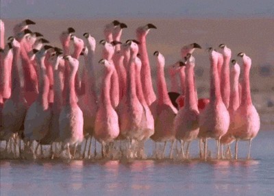 GIF animé