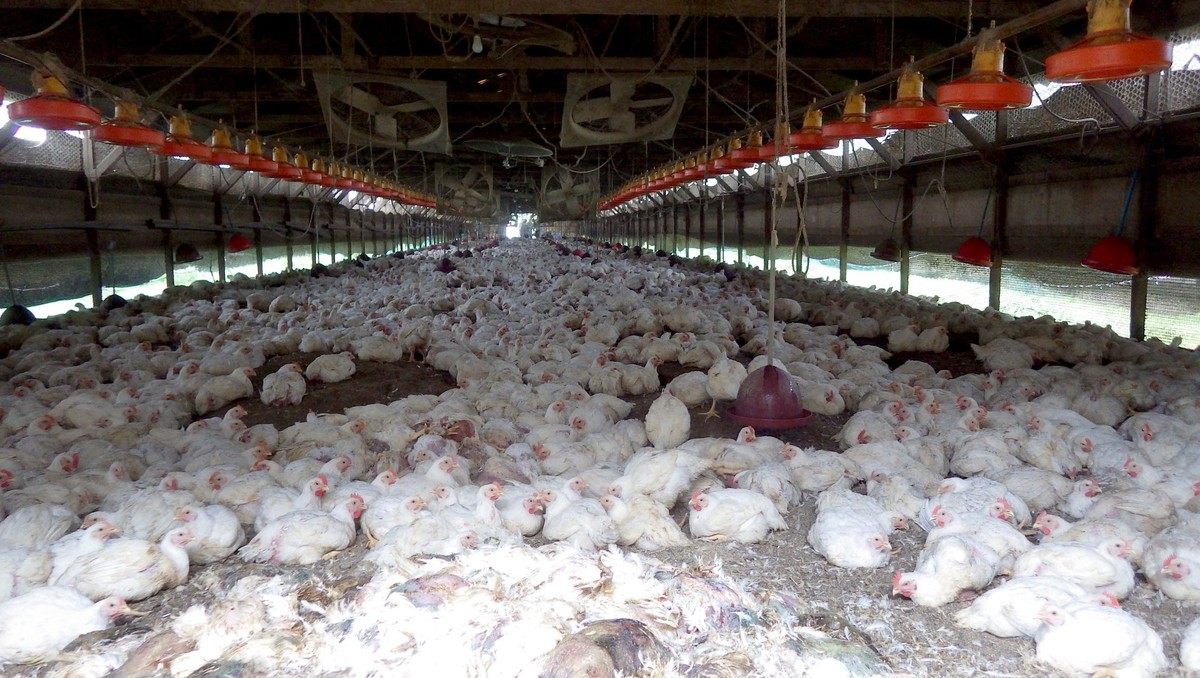 epa04166990 A handout photo provided by the Kumamoto Prefectural Government on 13 April 2014 shows chicken to be culled at a farm in Taragi, Kumamoto Prefecture, southwestern Japan, 13 April 2014 afte ...