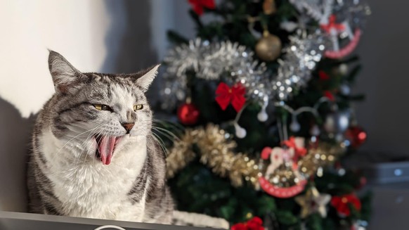 cute news tier katze weihnachtsbaum

https://imgur.com/t/aww/hsvAGKn