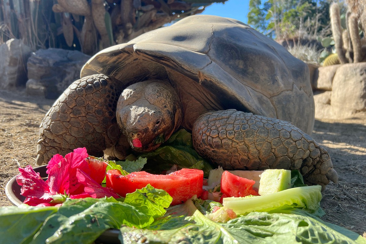 This photo provided by the San Diego Zoo Wildlife Alliance shows Gramma, a Galapagos tortoise and the oldest animal at the San Diego Zoo, eating at the San Diego Zoo in San Diego, Oct. 30, 2024. (San  ...