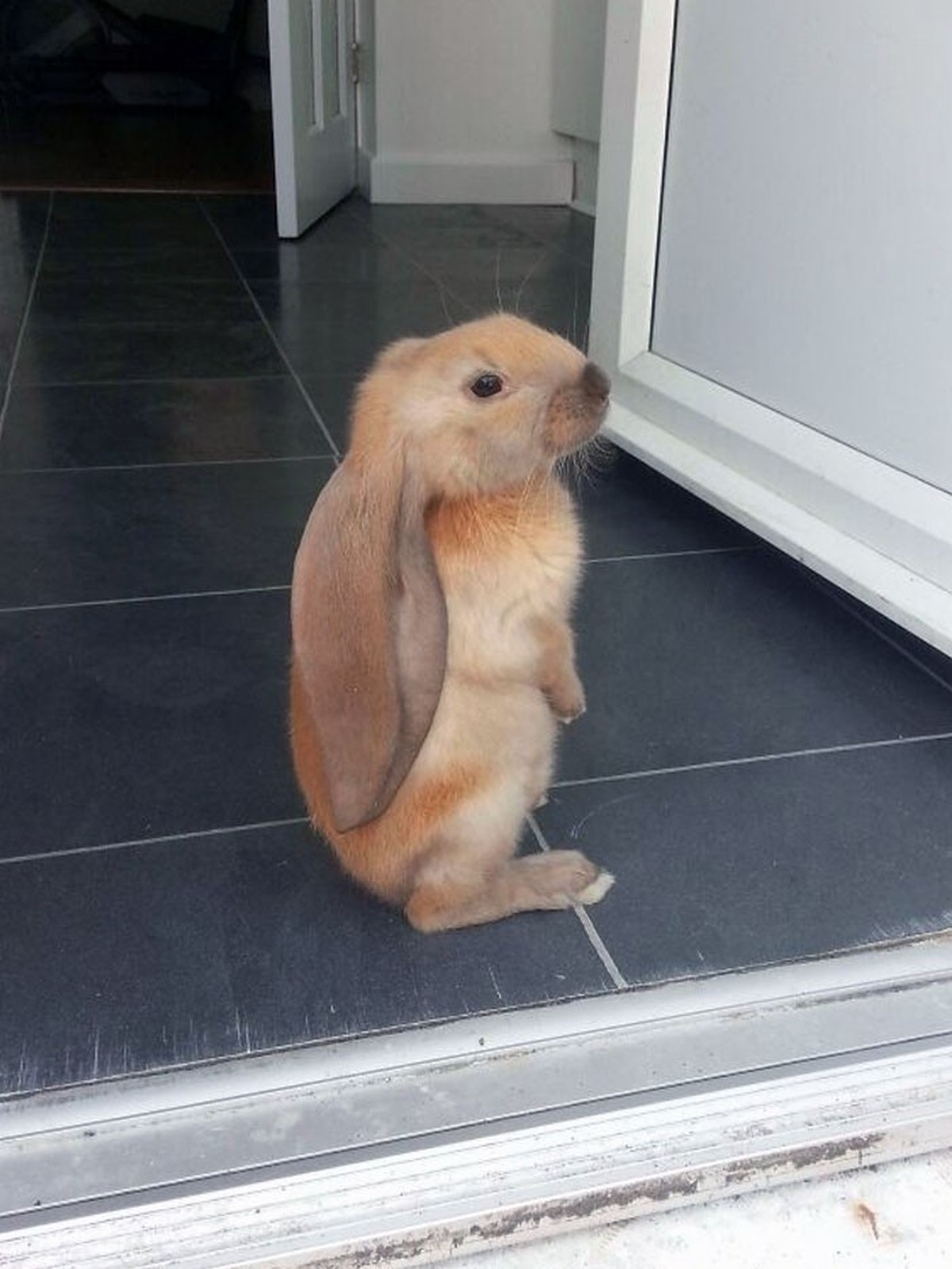 cute news tier mit langen ohren hase

https://www.reddit.com/r/aww/comments/1f3t3p/my_friends_3_month_old_big_ears_rabbit/