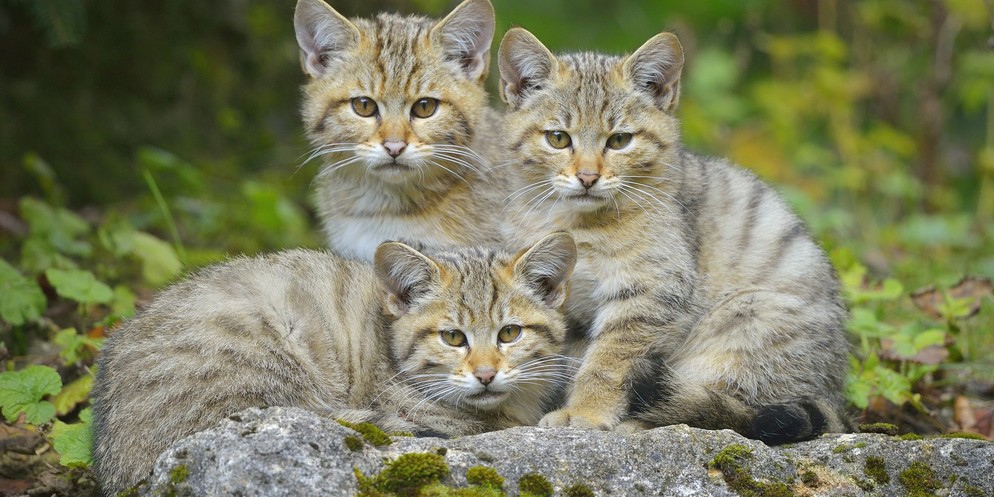 Im Kanton Bern sollen rund 100 Wildkatzen leben.