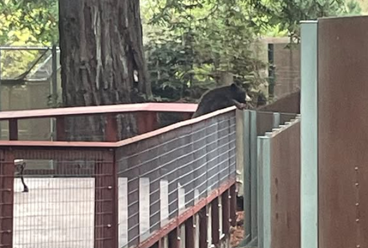 Bär Sequonia Zoo Kalifornien