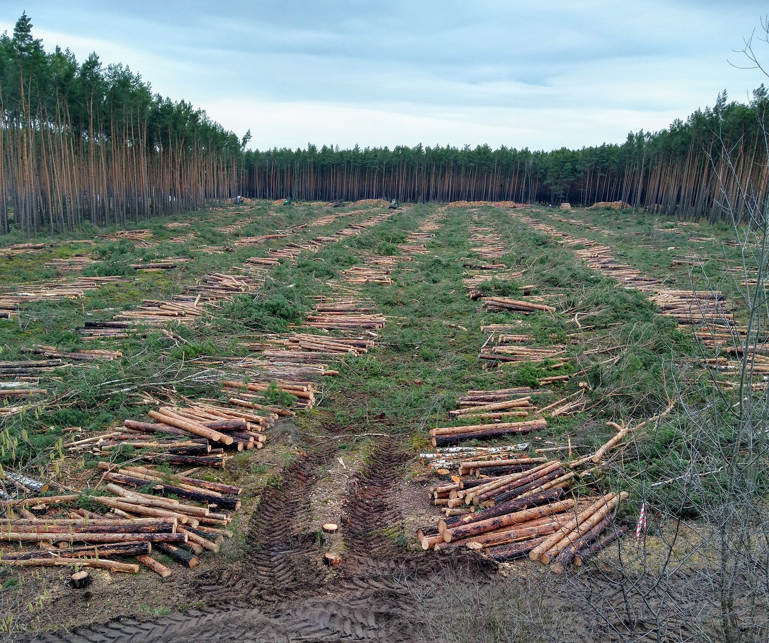 Aufnahme vom 17. Februar 2020: Tesla kann den Wald, eine artenarme Kiefernplantage, schon vor der Baugenehmigung auf eigenes Risiko roden lassen, da am Vorhaben ein öffentliches Interesse bestehe.