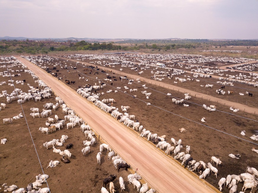 Rinderfarm im brasilianischen Bundesstaat Amazonas: Die Rodung des Regenwaldes und die Verbreitung von Zoonosen hängen eng zusammen.