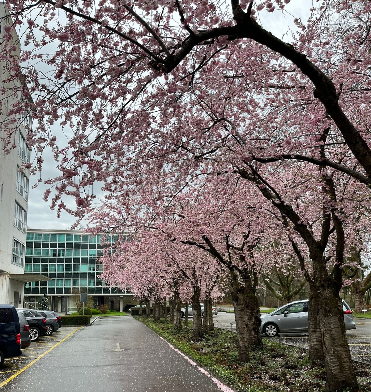 Kirschblüten Schweiz 2023 Zellwegerpark Uster