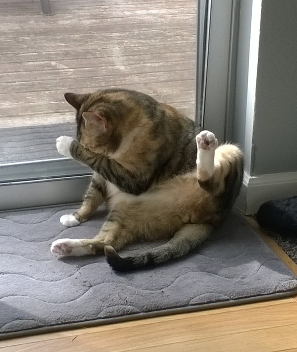 Katze schämt sich.

http://imgur.com/gallery/8DpAT8o