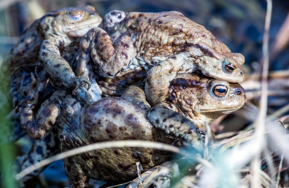 09.04.2018, Mecklenburg-Vorpommern, Klein Salitz: Mehrere mÃ¤nnliche ErdkrÃ¶ten klammern sich in der Paarungszeit an ein Weibchen. Die ErdkrÃ¶te (Bufo bufo-Komplex) ist ein weit verbreiteter Froschlur ...