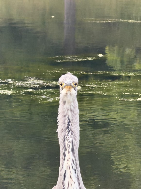 cute news tier vogel

https://www.reddit.com/r/Birdsfacingforward/comments/1uj3nl8/grey_heron/