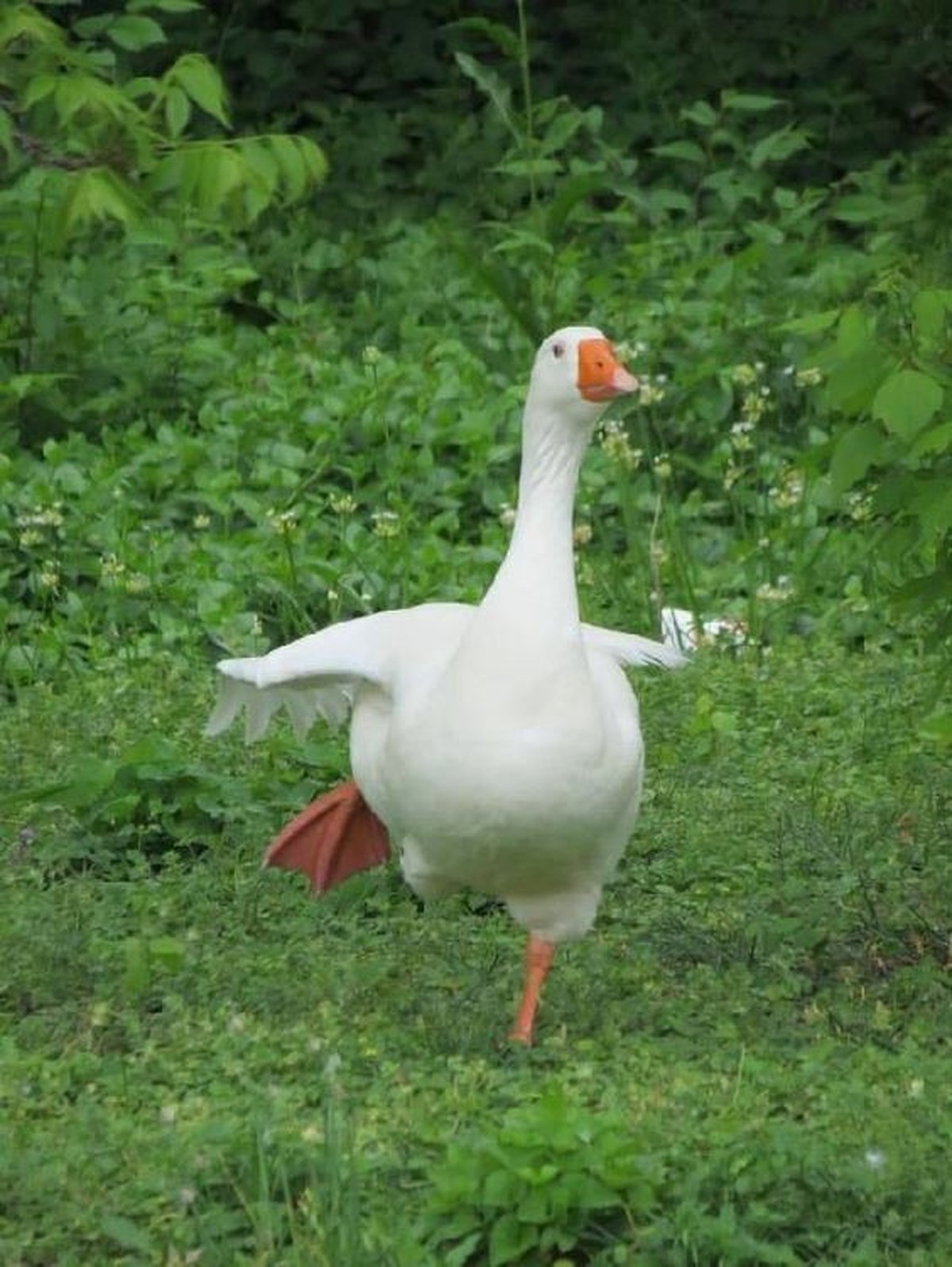 cute news tier gans

https://ch.pinterest.com/pin/68738771790/
