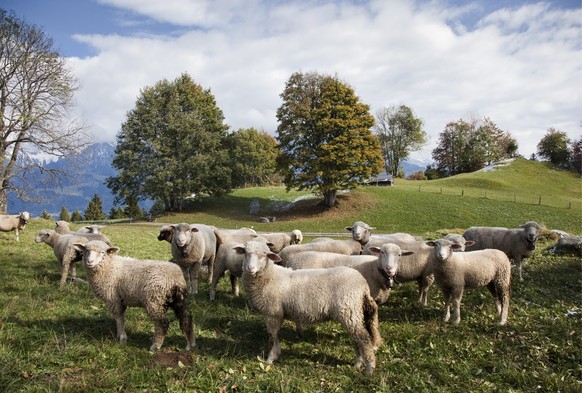 ARCHIV --- Schafe grasen am Donnerstag, 15. Oktober 2009, auf einer Herbstweide in Furggels hoch ueber dem Churer Rheintal. Der Kanton Wallis hat am Freitag, 29. April 2016, eine neue Herdenschutzpoli ...