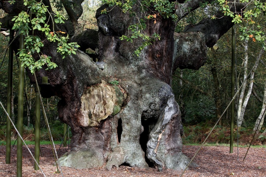FILE - A 1,200-year-old Major Oak tree, where Robin Hood allegedly used as a hide out, stands in Sherwood Forest near Nottinghamshire, England, on Oct. 19, 2007. (AP Photo/Simon Dawson, File)
