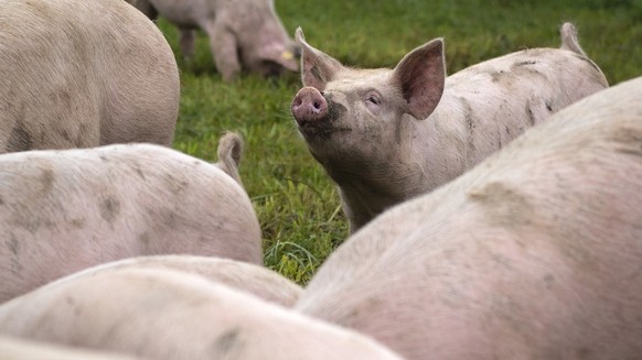 Schweine auf dem Gutsbetrieb Massnahmenzentrum Kalchrain, am Mittwoch, 13. Juni 2018 in Huettwilen. Ein in den vergangenen 20 Jahren fast in Vergessenheit geratenes, absolut naturnahes Haltungssystem  ...