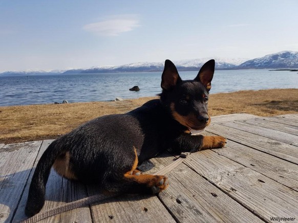 cute news animal tier hund dog

https://www.reddit.com/r/rarepuppers/comments/scgx75/relaxing_on_the_porch/