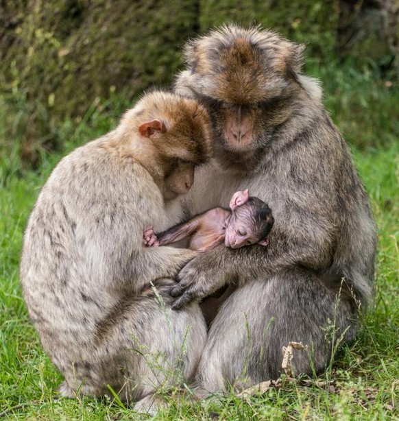 Je höher der Rang der Berberaffenfamilie, desto wichtiger das Baby-Shooting – so die Faustregel.