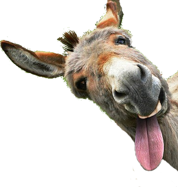 Such Cute News, very wow, much Jööö\nWir wollen doch endlich mal ein Esel special!