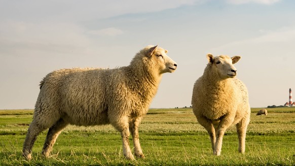 Schafe an der friesischen K