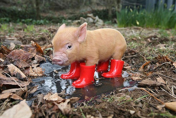 Minipig mit Gummistiefelchen. Damit es keine nassen Füsse bekommt und friert!